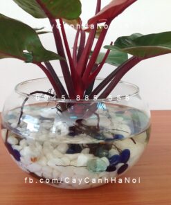 Cây trầu bà đế vương trồng nước, thủy canh
