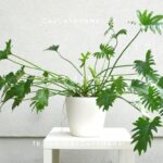 Cây Trầu bà lá xẻ để bàn