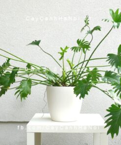 Cây Trầu bà lá xẻ để bàn