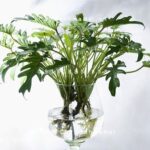 Cây trầu bà lá xẻ trồng nước thủy canh