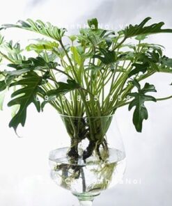 Cây trầu bà lá xẻ trồng nước thủy canh