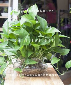 Cây Trầu Bà Trồng Nước, Thủy Canh