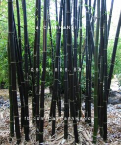 Cây trúc đen