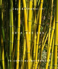 Cây tre vàng