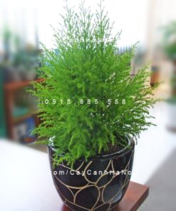 cay-tung-bong-lai-de-ban