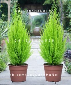 Cây tùng thơm