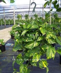 Cây Vạn niên thanh để bàn