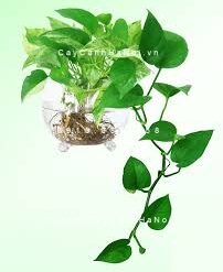 Cây Vạn niên thanh trồng nước, thủy canh