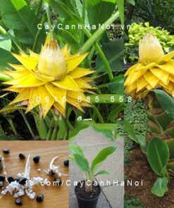 cây chuối sen