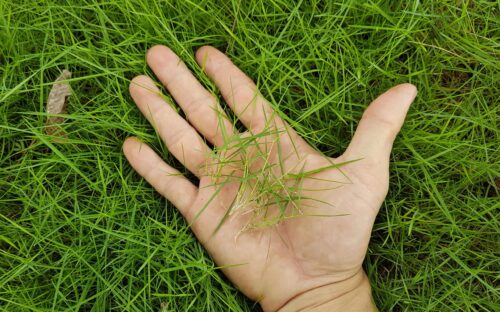 Cách chăm sóc cỏ nhung nhật phát triển tốt cần đảm bảo các yếu tố quan trọng