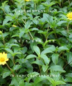 Cây Cỏ Xuyến Chi