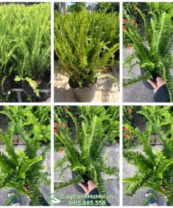 Cửa hàng bán cây dương xỉ me tại Hà Nội