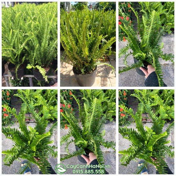 Cửa hàng bán cây dương xỉ me tại Hà Nội