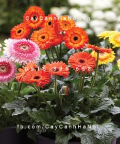 Cúc Đồng Tiền