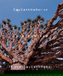 cây máu rồng