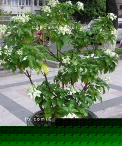 cây bướm trắng