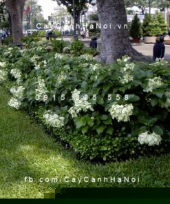 cây bướm trắng