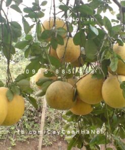 Cây bưởi