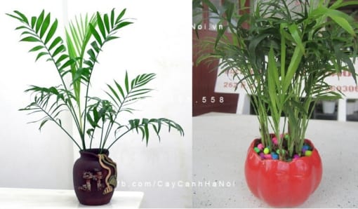 Cây cau tiểu trâm để bàn