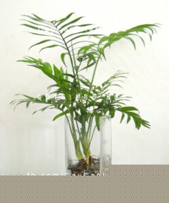 Cây cau tiểu trâm để bàn