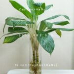 cây cảnh ngày của cha