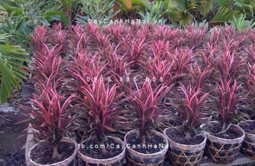 Cây hồng phát tài
