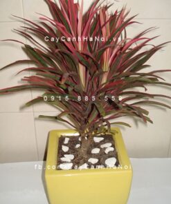Cây hồng phát tài