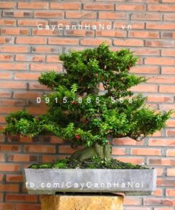 cây kim quýt