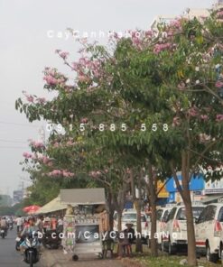 Cây kèn hồng