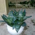 Cây lưỡi mèo để bàn