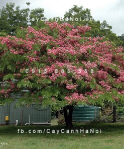 Cây muồng hoa đào