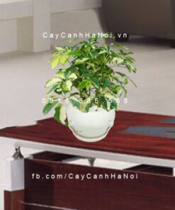 cây ngũ gia bì vàng