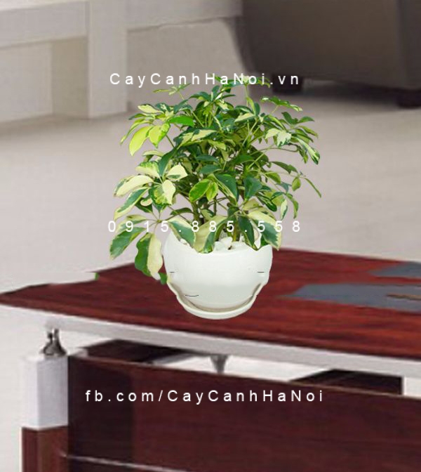 cây ngũ gia bì vàng