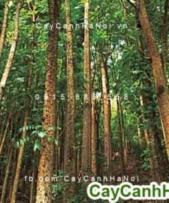 Cây nhạc ngựa