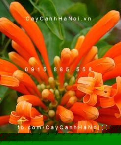 cây rạng đông hoa đỏ