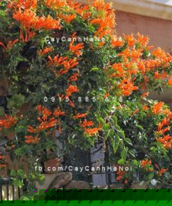 cây rạng đông hoa đỏ