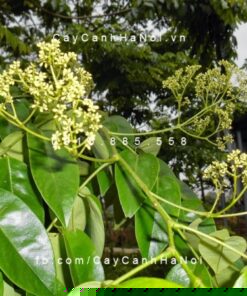 Cây sưa đỏ