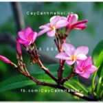 Cây sứ đại hoa đỏ