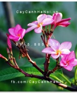 Cây sứ đại hoa đỏ