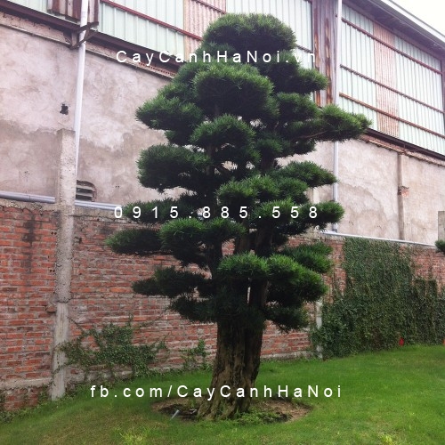 cây tùng la hán