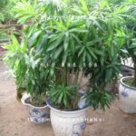 Cây tặng tân gia