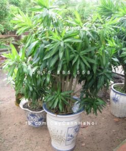 Cây tặng tân gia