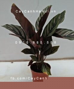 Cây đuôi công để bàn
