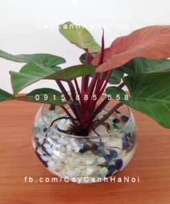 Cây đại đế đỏ