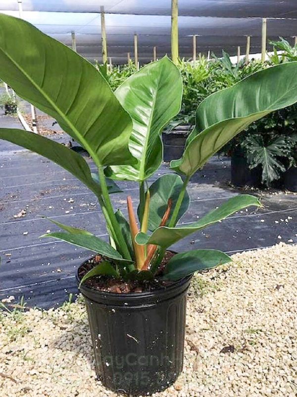 Đặc điểm của cây lục đế