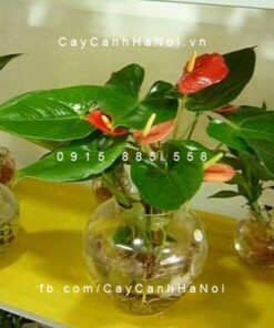 Cây đại hồng môn trồng nước, thủy canh