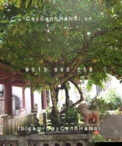 cây đào tiên ngoại thất