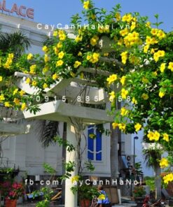 Dây leo huỳnh đệ