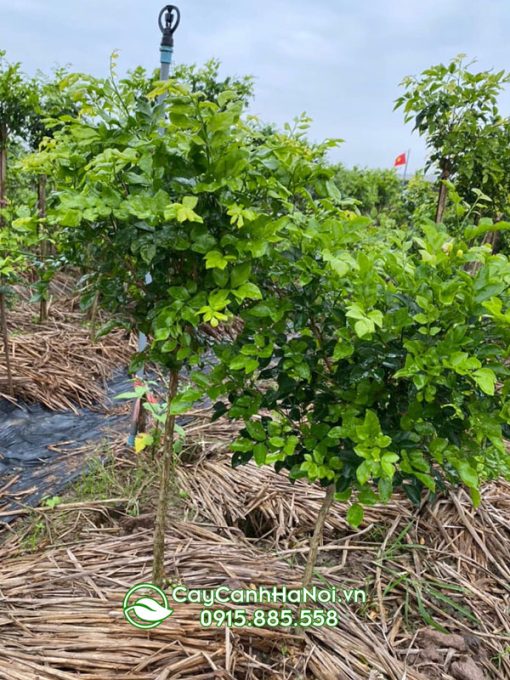 Địa chỉ bán cây nguyệt quế tại Hà Nội