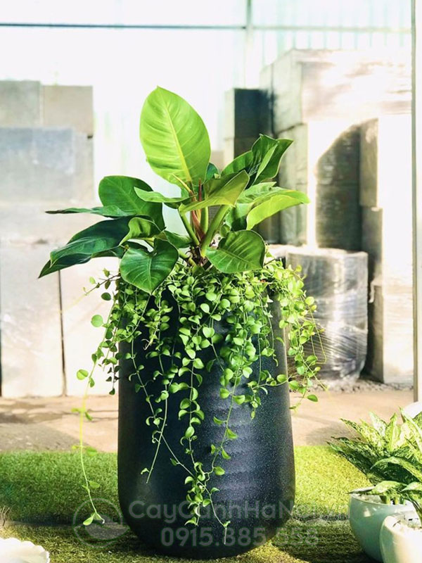 Địa chỉ bán cây trầu bà đế vương xanh đẹp
